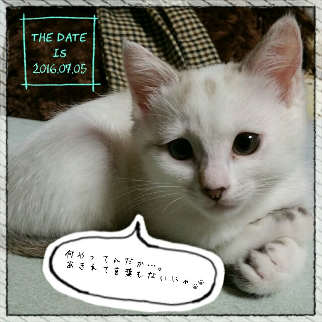 f:id:dohkeshi:20160705233046j:image f:id:dohkeshi:20160705233046j:image
