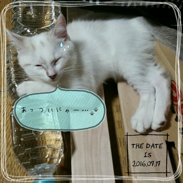 f:id:dohkeshi:20160717202436j:image f:id:dohkeshi:20160717202436j:image