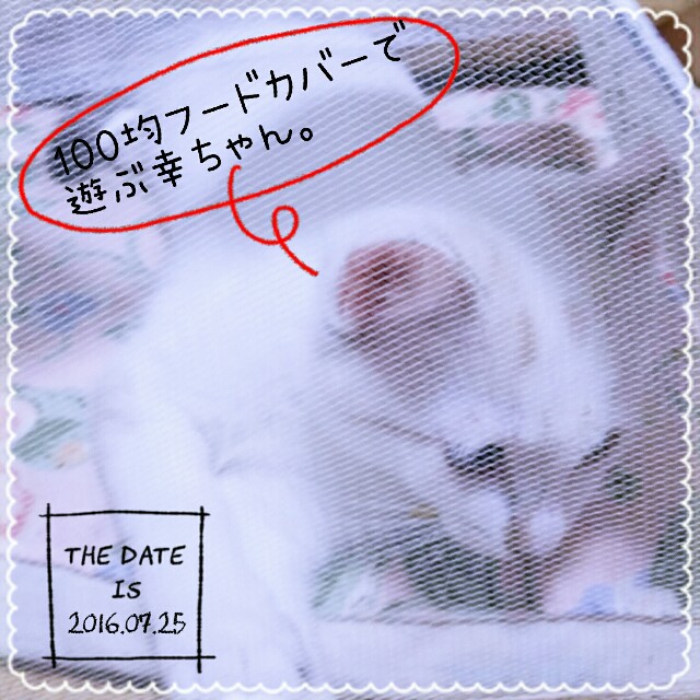 f:id:dohkeshi:20160726083538j:image f:id:dohkeshi:20160726083538j:image