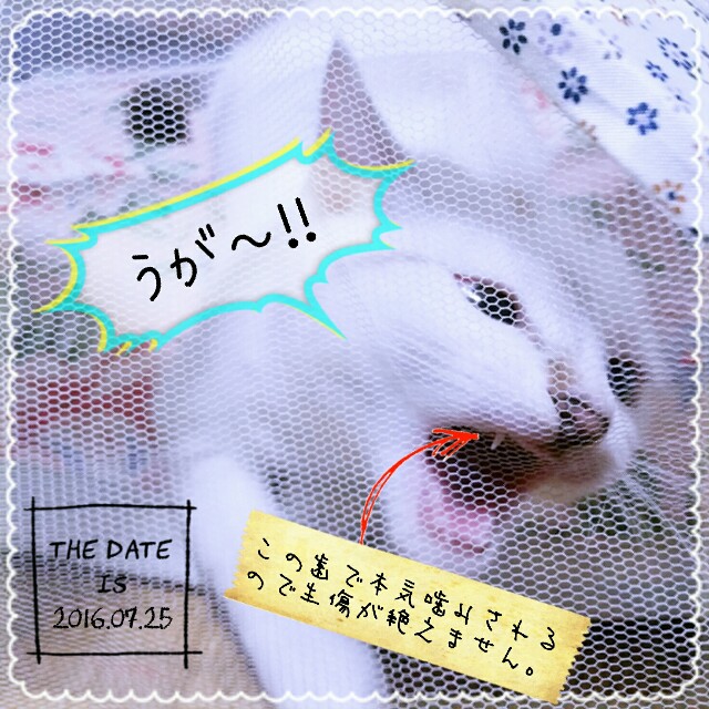 f:id:dohkeshi:20160726083847j:image f:id:dohkeshi:20160726083847j:image