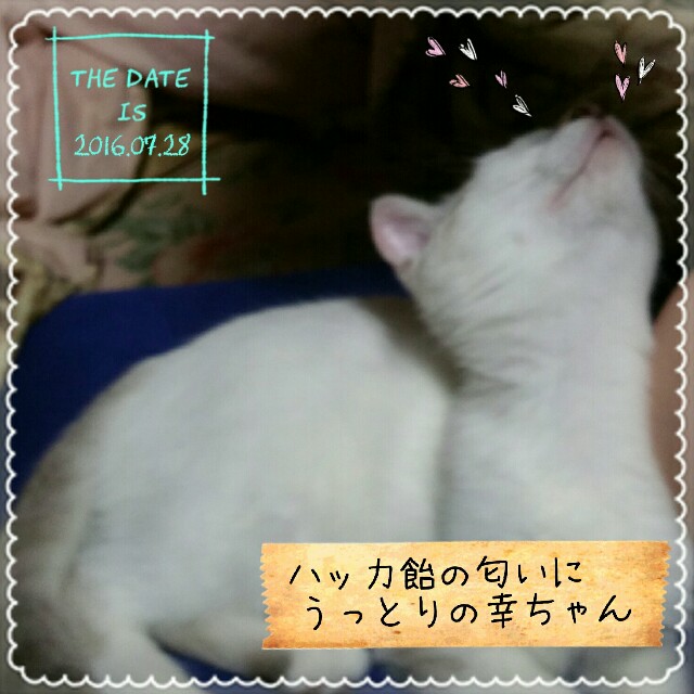 f:id:dohkeshi:20160728220507j:image f:id:dohkeshi:20160728220507j:image