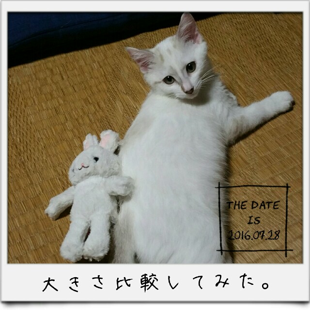 f:id:dohkeshi:20160728221352j:image f:id:dohkeshi:20160728221352j:image