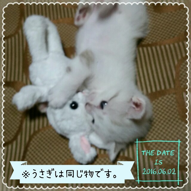 f:id:dohkeshi:20160728221516j:image f:id:dohkeshi:20160728221516j:image