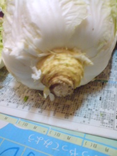 f:id:doksensei:20100209131733j:image f:id:doksensei:20100209131733j:image