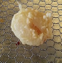 f:id:dolce-vita-riko:20110801192420j:image