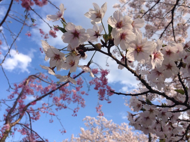 f:id:dolco:20150418225849j:plain f:id:dolco:20150418225849j:plain
