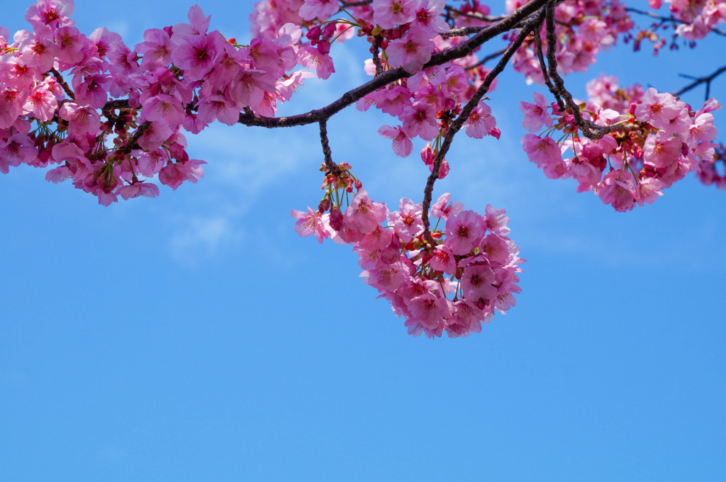 f:id:domomasarudesu:20160327220109j:plain