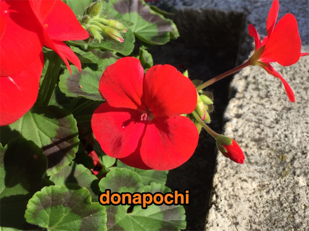 f:id:donapochi:20151119153710j:image f:id:donapochi:20151119153710j:image