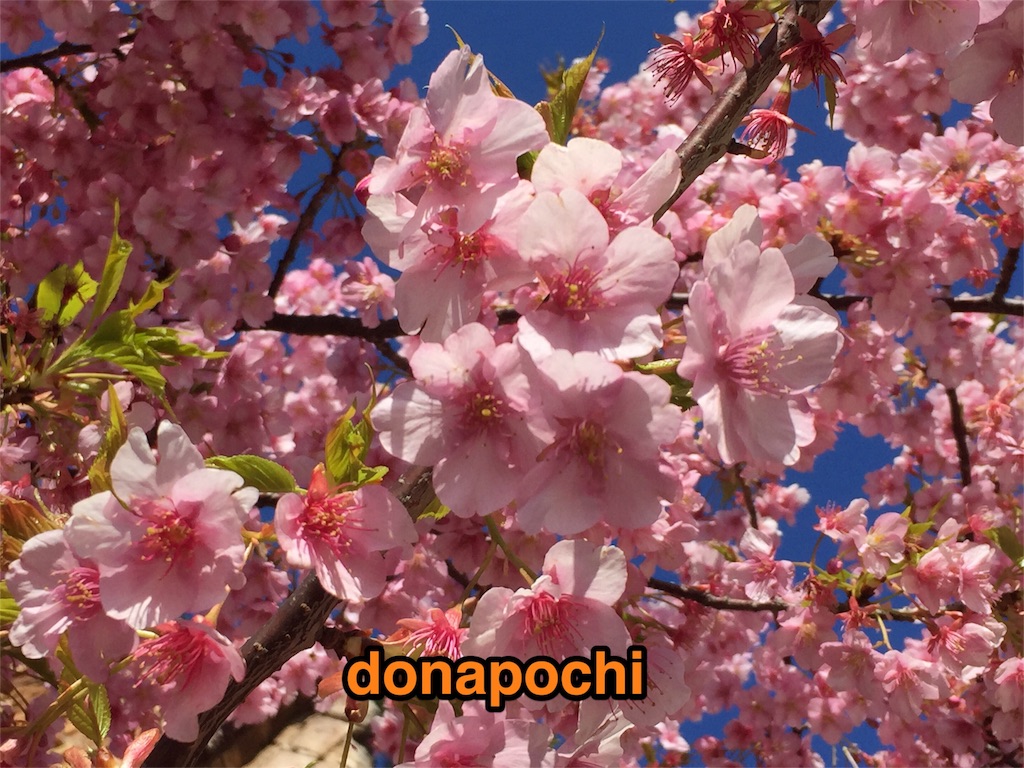 f:id:donapochi:20160228001119j:image f:id:donapochi:20160228001119j:image