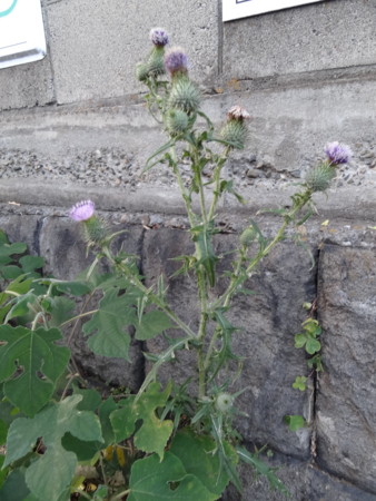 f:id:donguriboshi:20140613232447j:plain