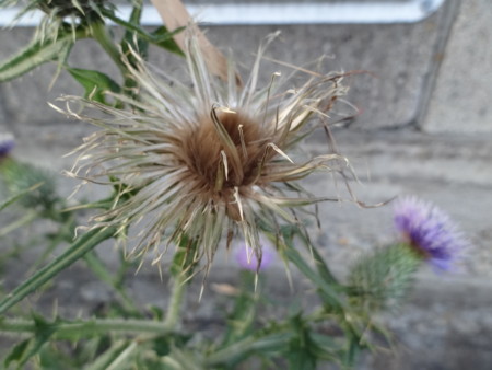 f:id:donguriboshi:20140613232543j:plain