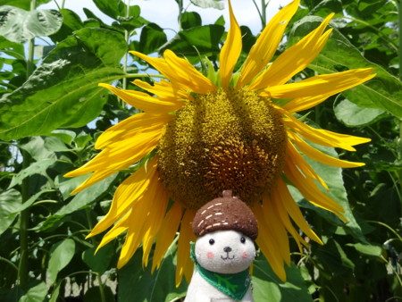 f:id:donguriboshi:20140831010302j:plain f:id:donguriboshi:20140831010302j:plain