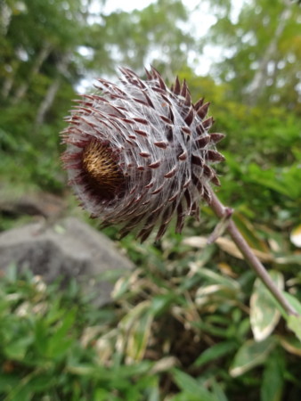 f:id:donguriboshi:20141022225209j:plain