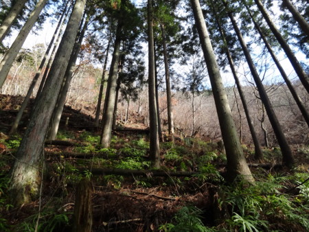 f:id:donguriboshi:20150328142938j:plain f:id:donguriboshi:20150328142938j:plain