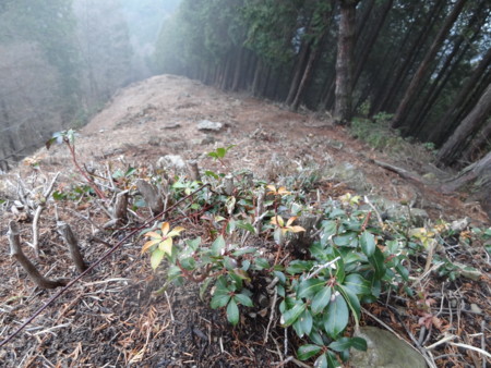 f:id:donguriboshi:20150329114426j:plain f:id:donguriboshi:20150329114426j:plain