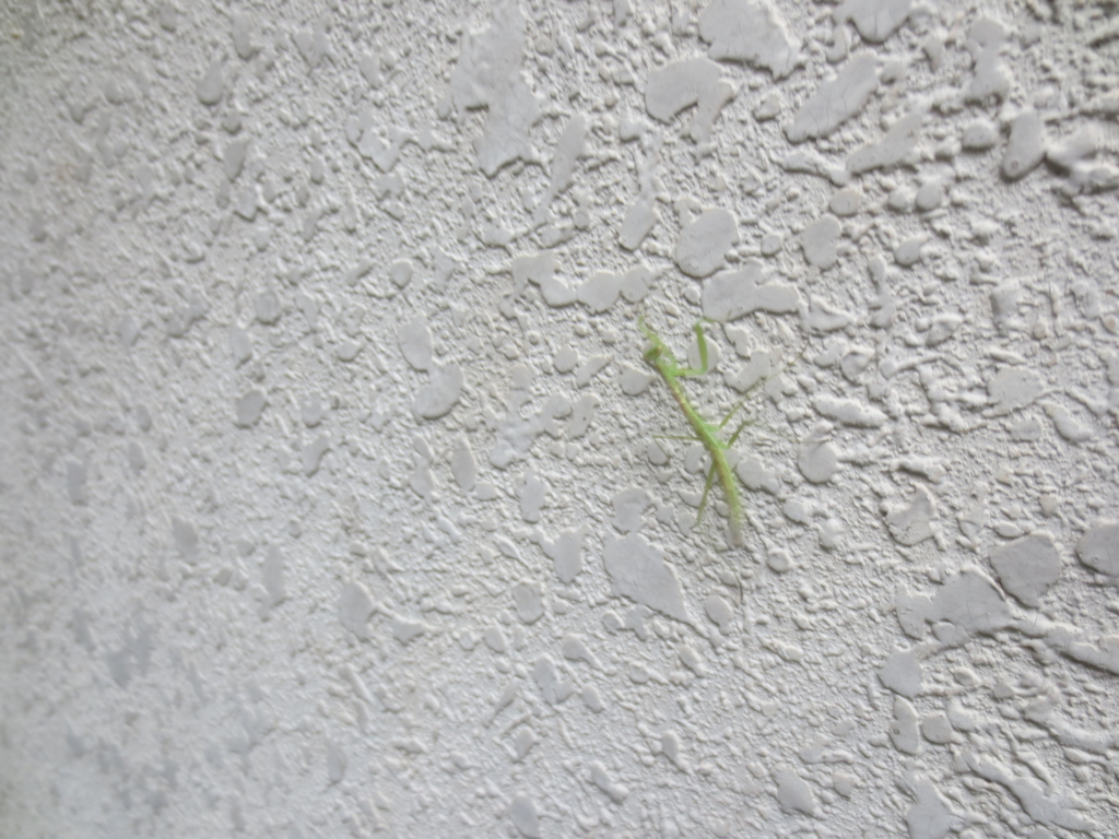 f:id:donkoro:20150701105100j:plain