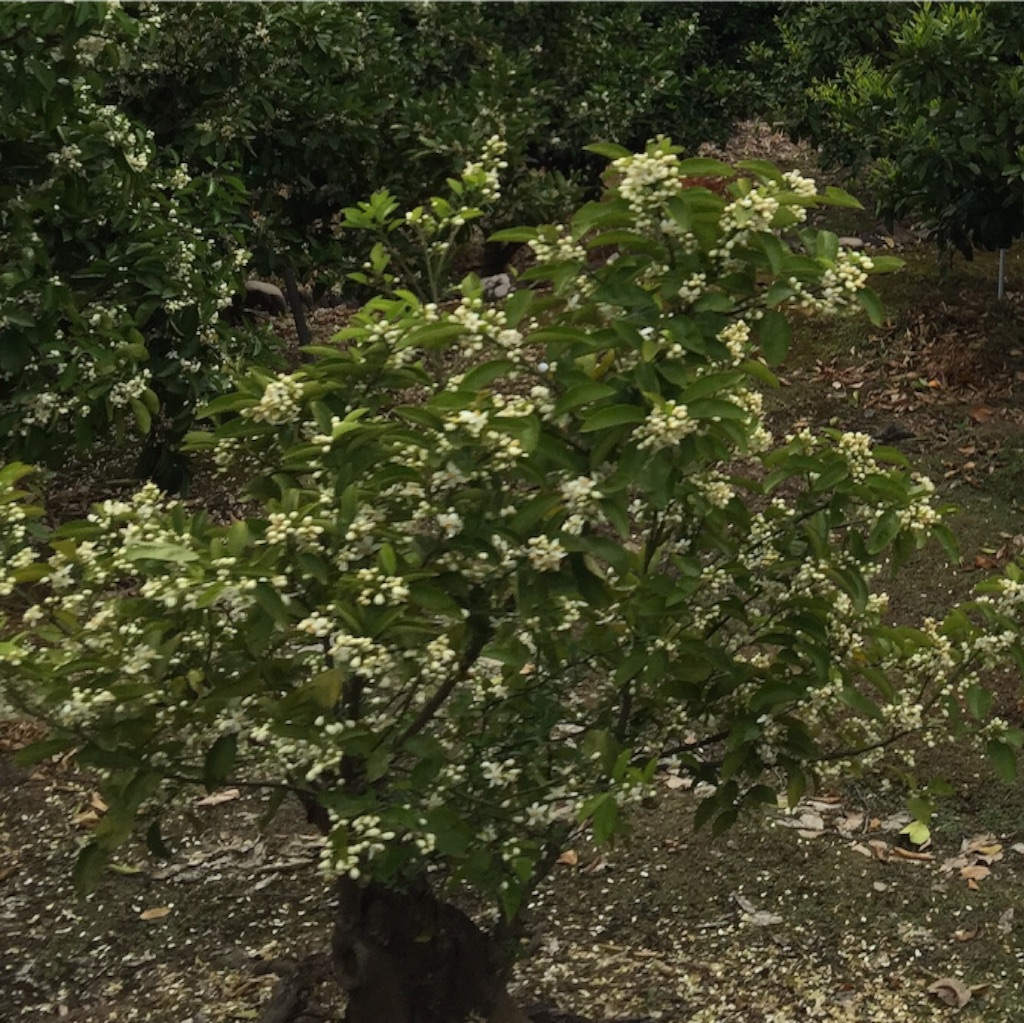 f:id:donmairiki:20160503222757j:image f:id:donmairiki:20160503222757j:image