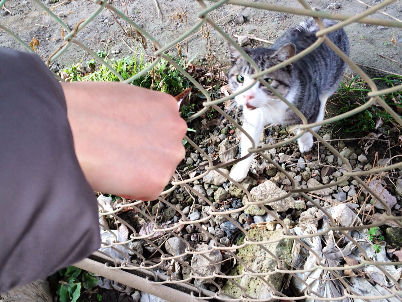 f:id:doorsheries:20140209101826j:plain f:id:doorsheries:20140209101826j:plain
