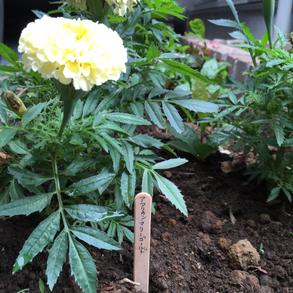 f:id:dorymogy:20160623001525j:image