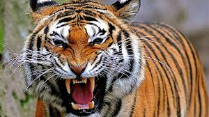 f:id:douteisotsugyou:20151129175341j:plain