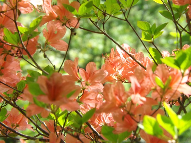 f:id:doyoubi92724169:20150527052357j:plain f:id:doyoubi92724169:20150527052357j:plain