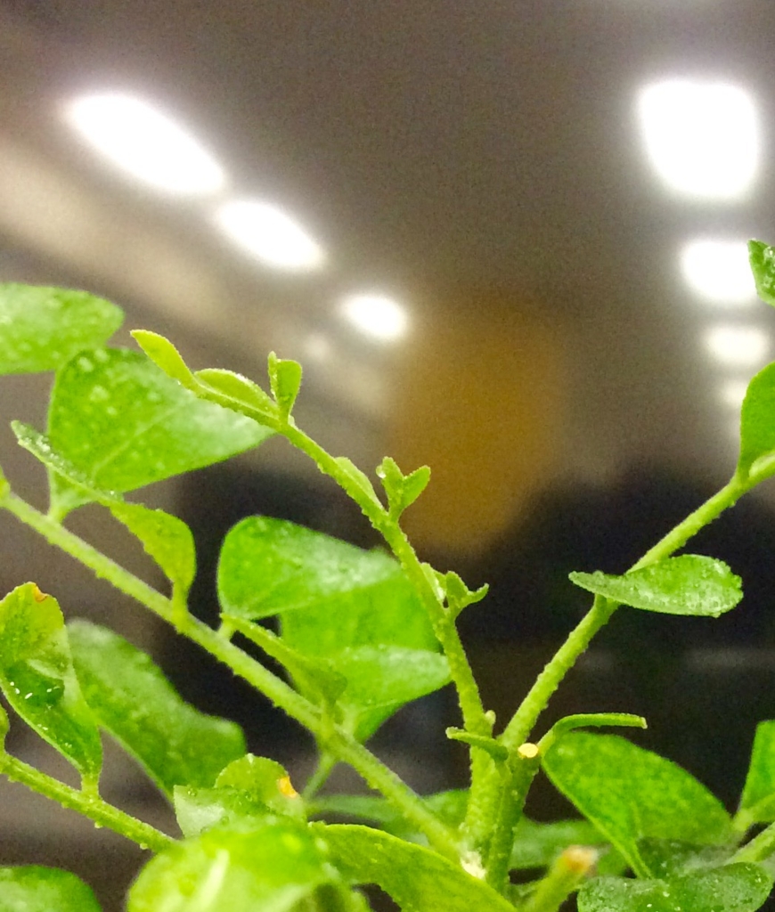 f:id:drowse314:20151211141126j:plain:w300:right f:id:drowse314:20151211141126j:plain:w300:right