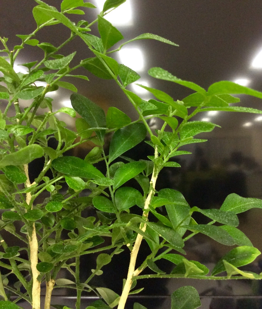 f:id:drowse314:20151211141605j:plain:w300 f:id:drowse314:20151211141605j:plain:w300