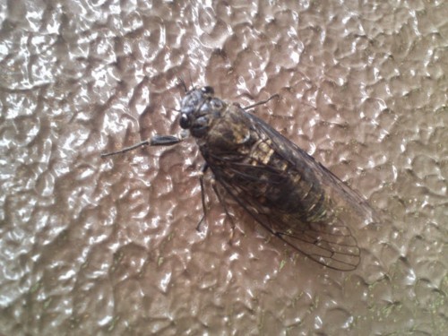 f:id:dskkgym:20130515111444j:plain f:id:dskkgym:20130515111444j:plain