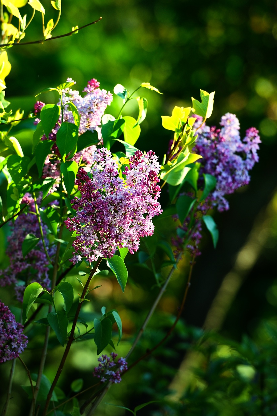 f:id:dualmoon:20150531003937j:plain:w700 f:id:dualmoon:20150531003937j:plain:w700