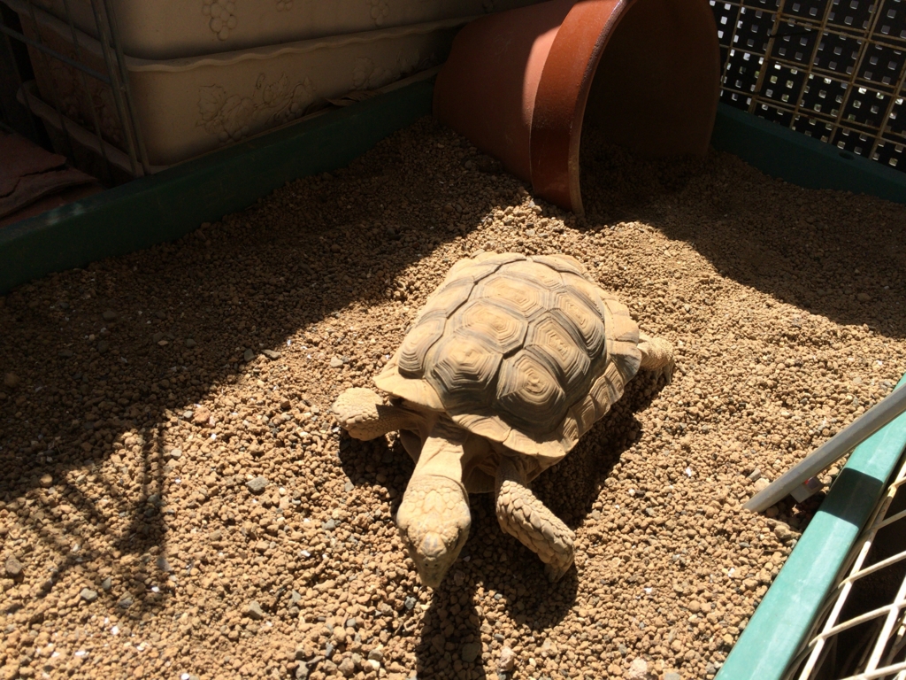 f:id:duran3616:20160415123240j:plain f:id:duran3616:20160415123240j:plain