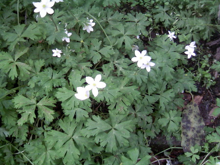 f:id:e-namba:20080419205431j:image