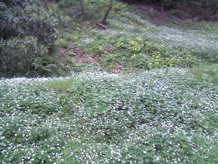 f:id:e-namba:20080419205812j:image