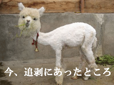 f:id:e-vis:20160325094609g:plain f:id:e-vis:20160325094609g:plain