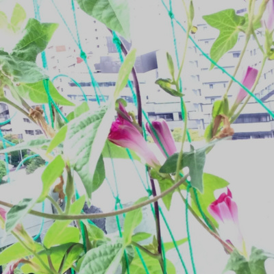 f:id:e_pyonpyon21:20150904085050j:plain