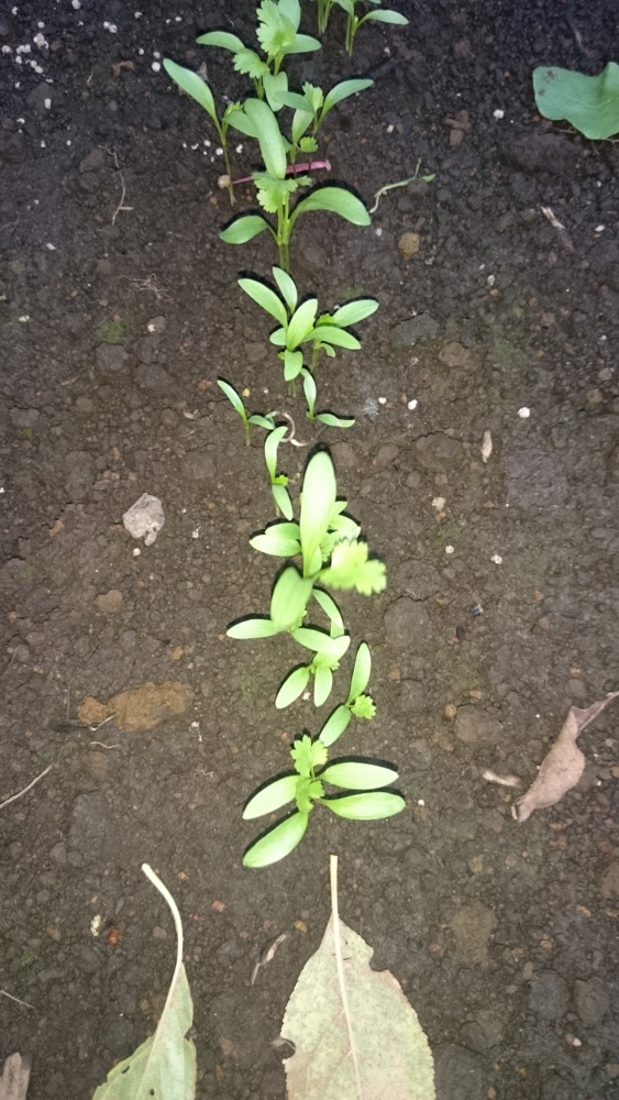 f:id:eatgarden:20141108084558j:plain f:id:eatgarden:20141108084558j:plain