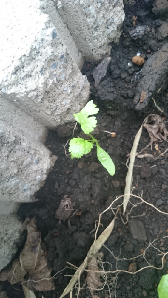 f:id:eatgarden:20141108100449j:plain f:id:eatgarden:20141108100449j:plain