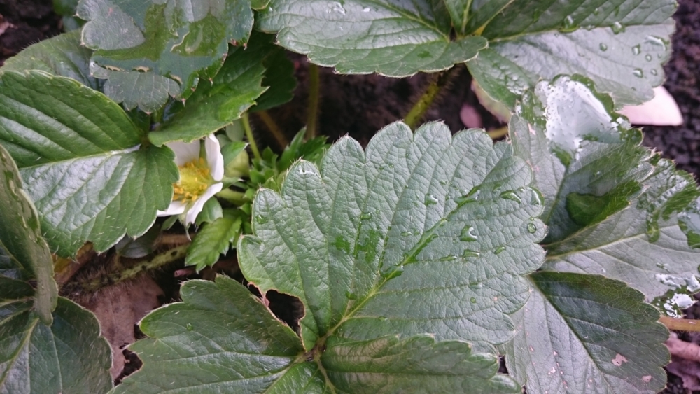 f:id:eatgarden:20141112143332j:plain f:id:eatgarden:20141112143332j:plain