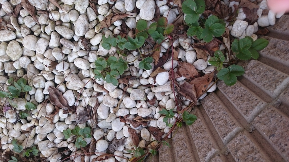 f:id:eatgarden:20141112143700j:plain f:id:eatgarden:20141112143700j:plain