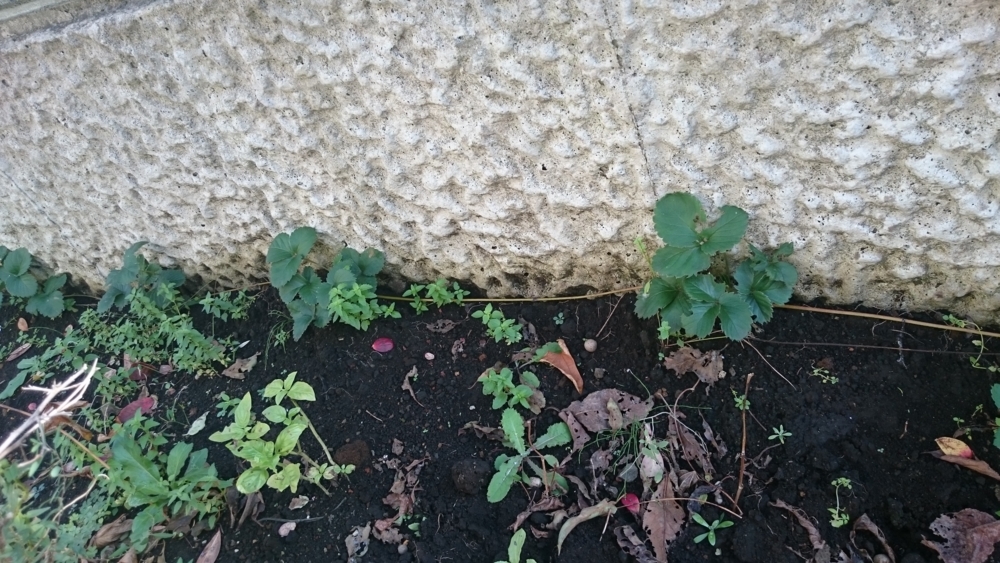f:id:eatgarden:20141112143752j:plain f:id:eatgarden:20141112143752j:plain