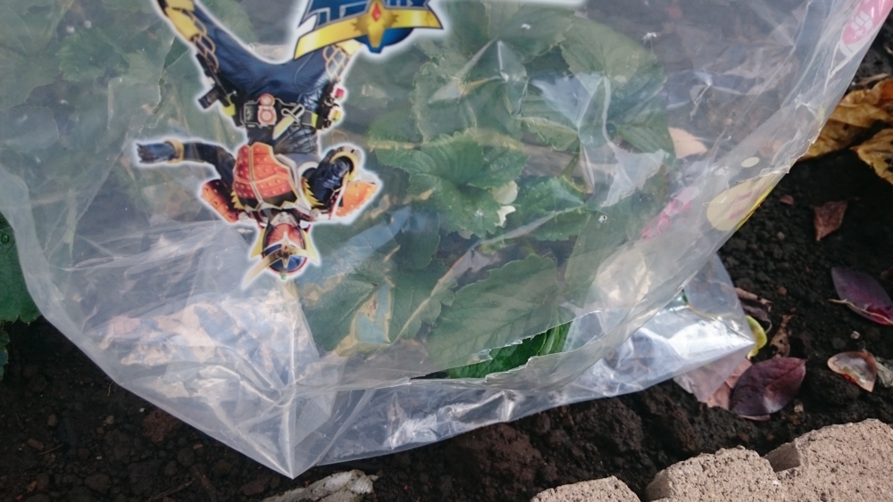 f:id:eatgarden:20141112144425j:plain f:id:eatgarden:20141112144425j:plain
