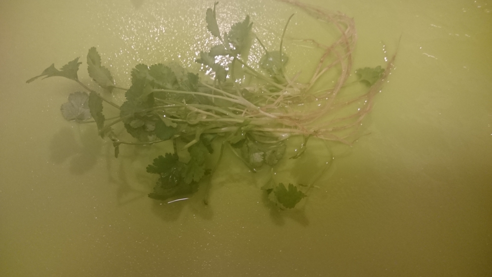 f:id:eatgarden:20150214094739j:plain f:id:eatgarden:20150214094739j:plain
