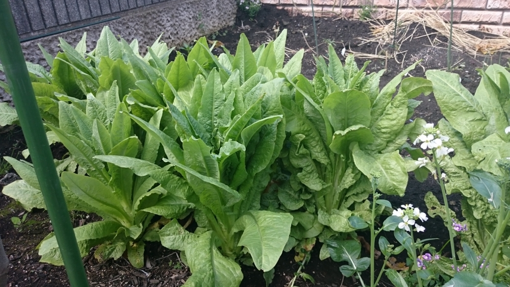 f:id:eatgarden:20150425164423j:plain f:id:eatgarden:20150425164423j:plain