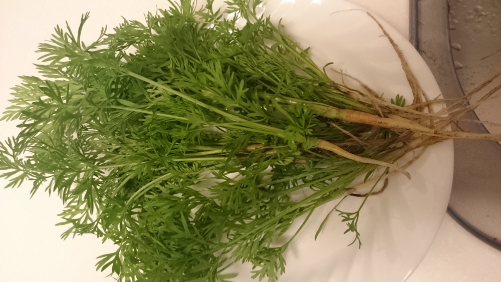 f:id:eatgarden:20150425165324j:plain f:id:eatgarden:20150425165324j:plain