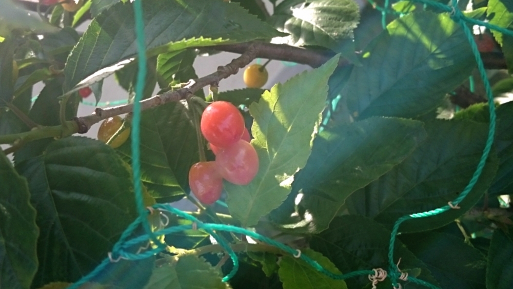 f:id:eatgarden:20150503164239j:plain f:id:eatgarden:20150503164239j:plain