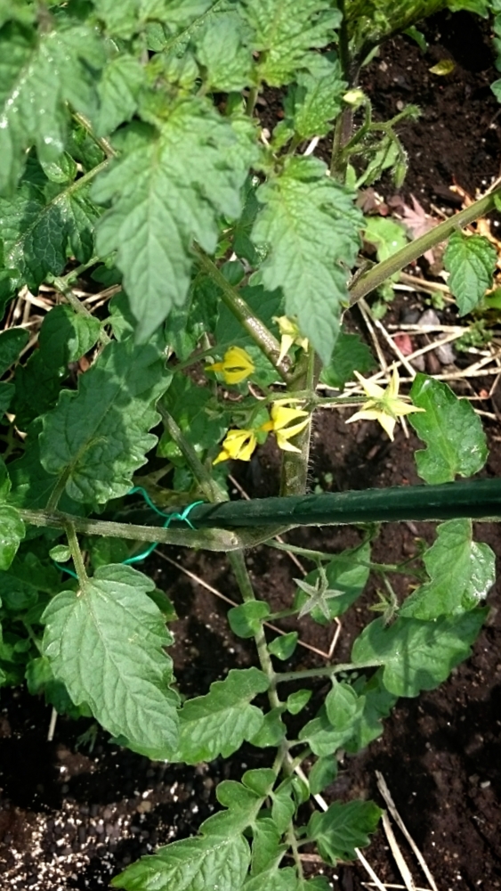 f:id:eatgarden:20150517173619j:plain f:id:eatgarden:20150517173619j:plain