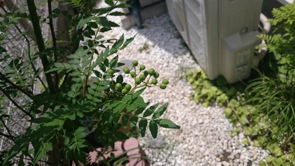 f:id:eatgarden:20150517173851j:plain f:id:eatgarden:20150517173851j:plain