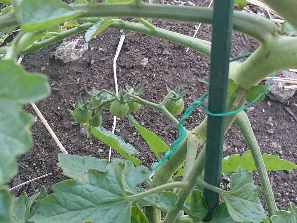 f:id:eatgarden:20150530082336j:plain f:id:eatgarden:20150530082336j:plain