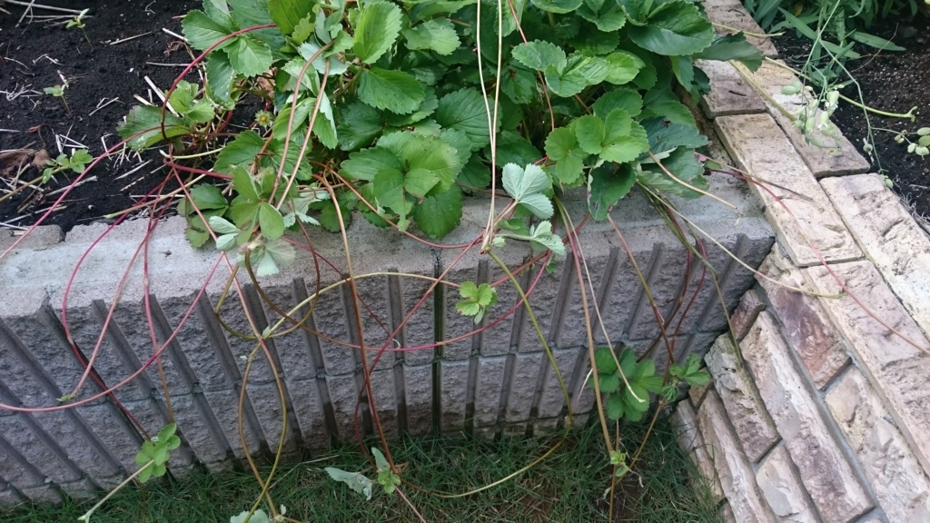 f:id:eatgarden:20150628232203j:plain f:id:eatgarden:20150628232203j:plain