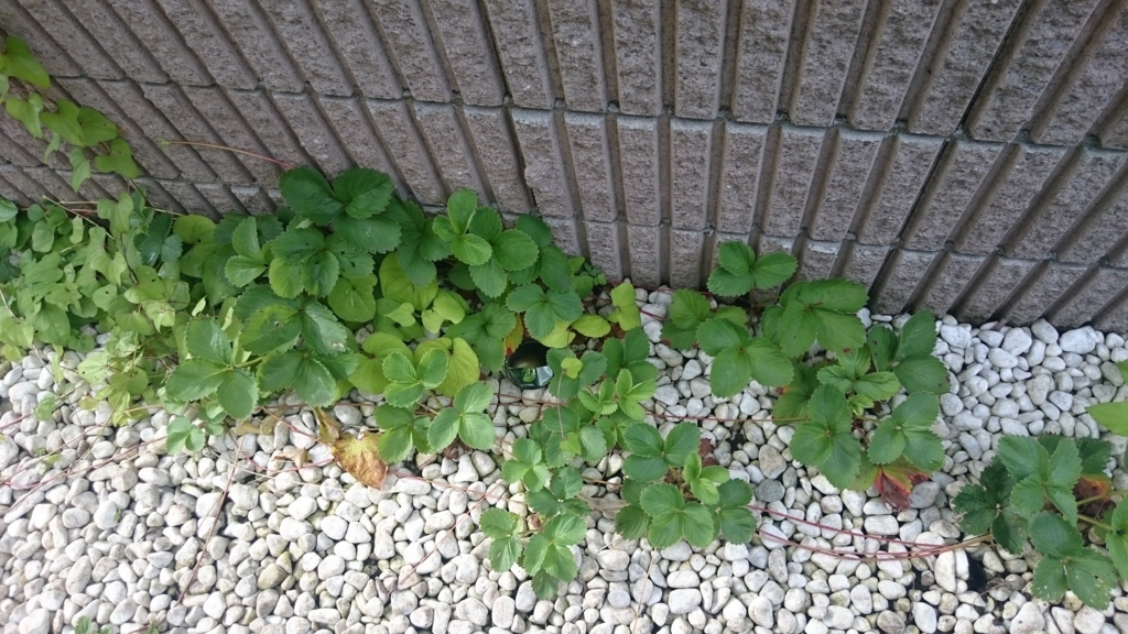 f:id:eatgarden:20150628232522j:plain f:id:eatgarden:20150628232522j:plain