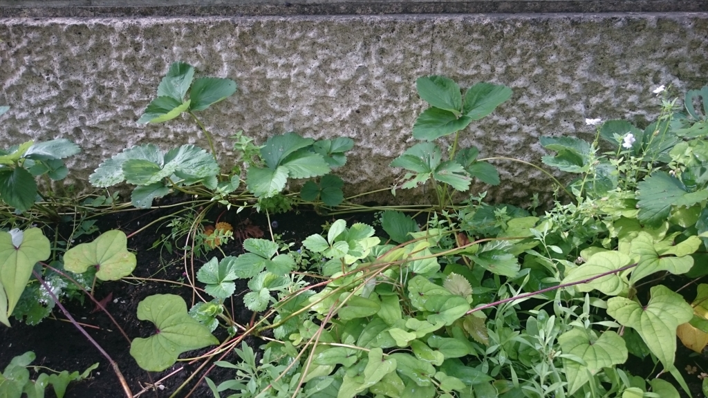 f:id:eatgarden:20150628232613j:plain f:id:eatgarden:20150628232613j:plain